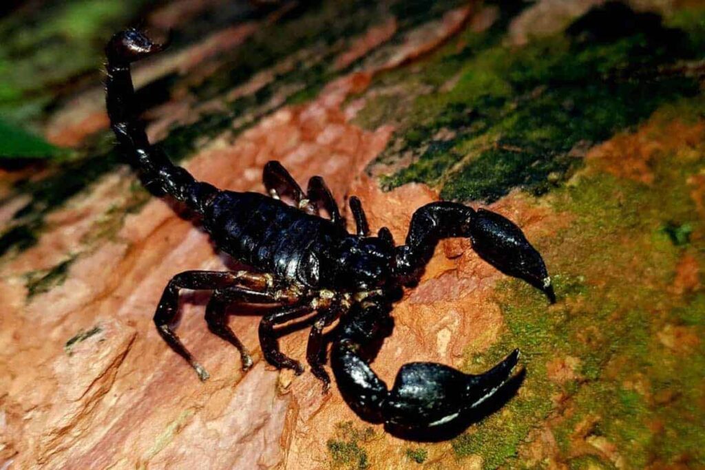 Asian Forest Scorpion Diet