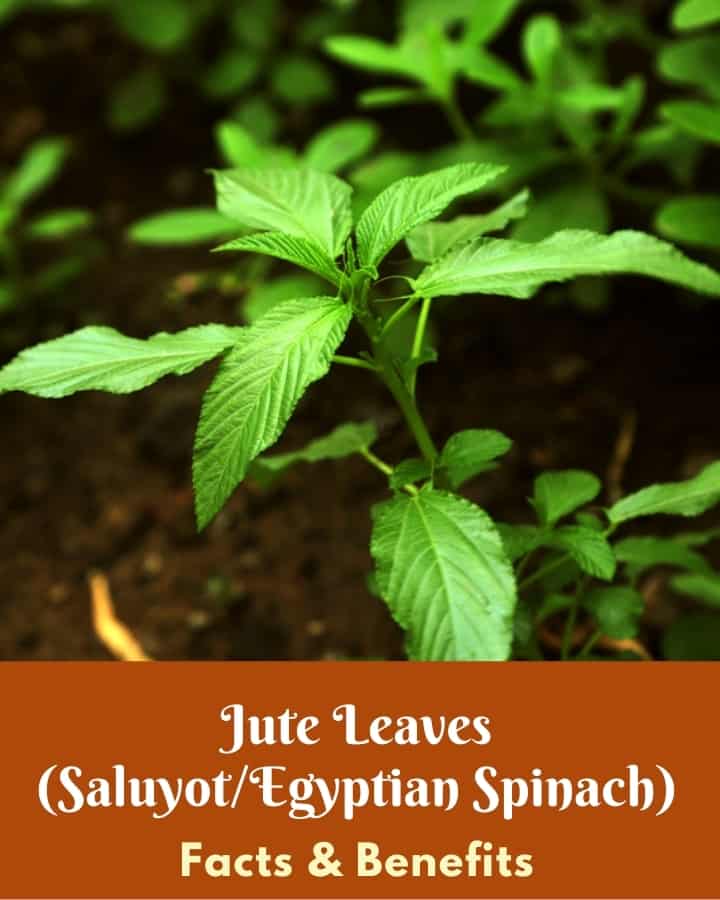 Egyptian spinach nutrition